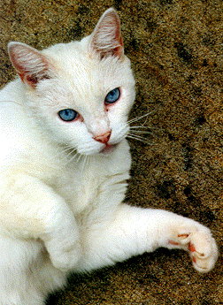 Tintin was a beautiful cat