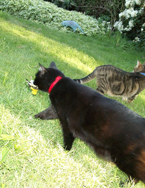 Toto has a goldfinch; Satchel is jealous