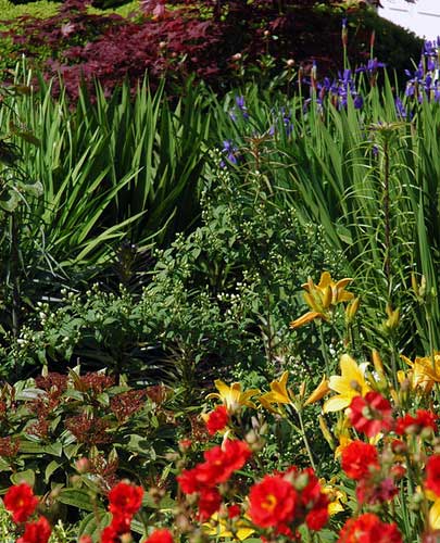 [photo of the front border bed, which is filled with colorful flowers]