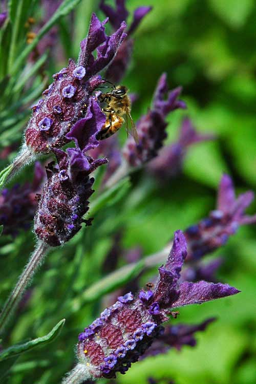 [photo of honey bee on lavender]